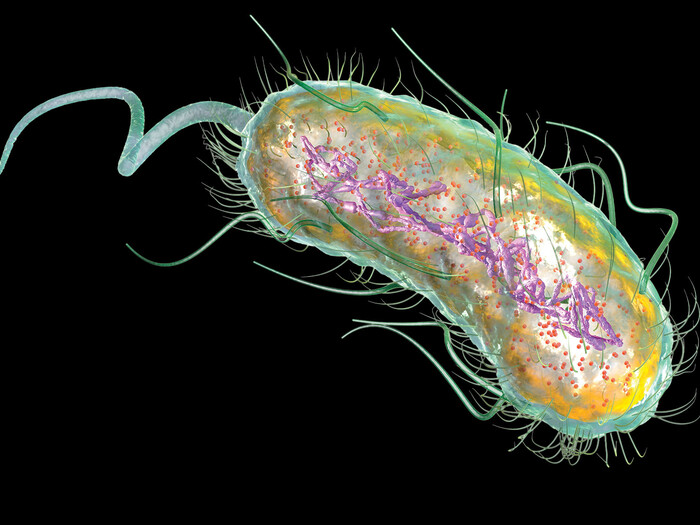 An illustration of E. coli