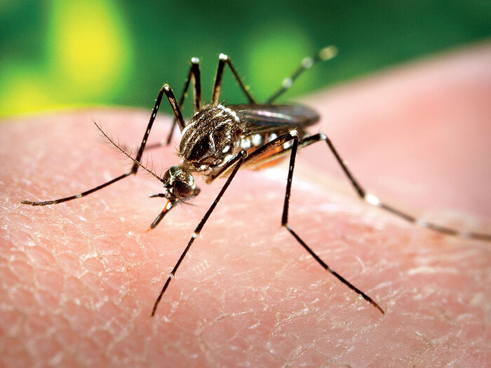 A mosquito on skin
