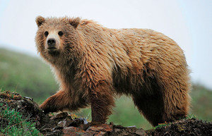 A grizzly bear