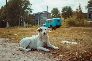 A dog in Chernobyl