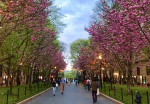 Columbia University College Walk with cherry blossoms