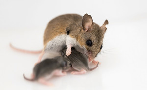 A male oldfield mouse and his pups