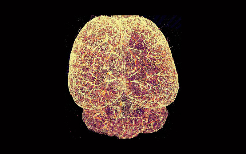 3D scan of mouse brain vasculature