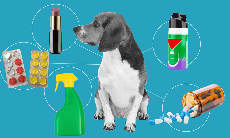 photo-illustration of a dog with lab testing materials