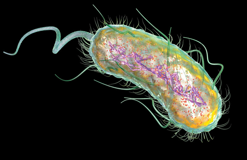An illustration of E. coli