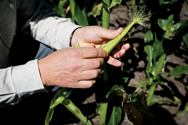 Seed