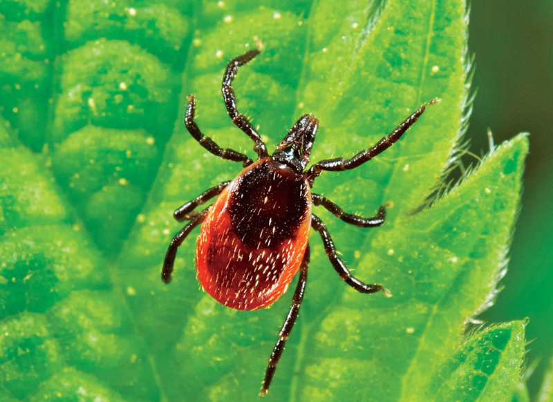 A tick on a leaf