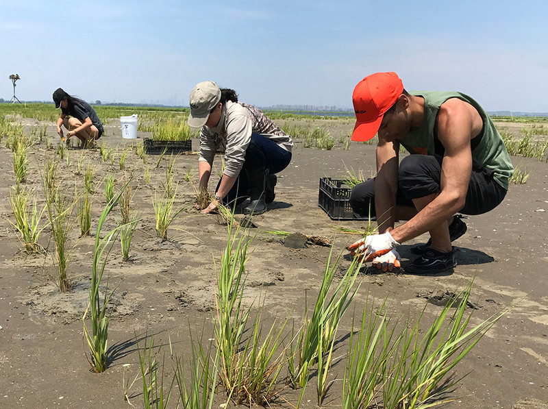 Scientists planting cordgrass to reduce erosion in New York’s Jamaica Bay salt marsh