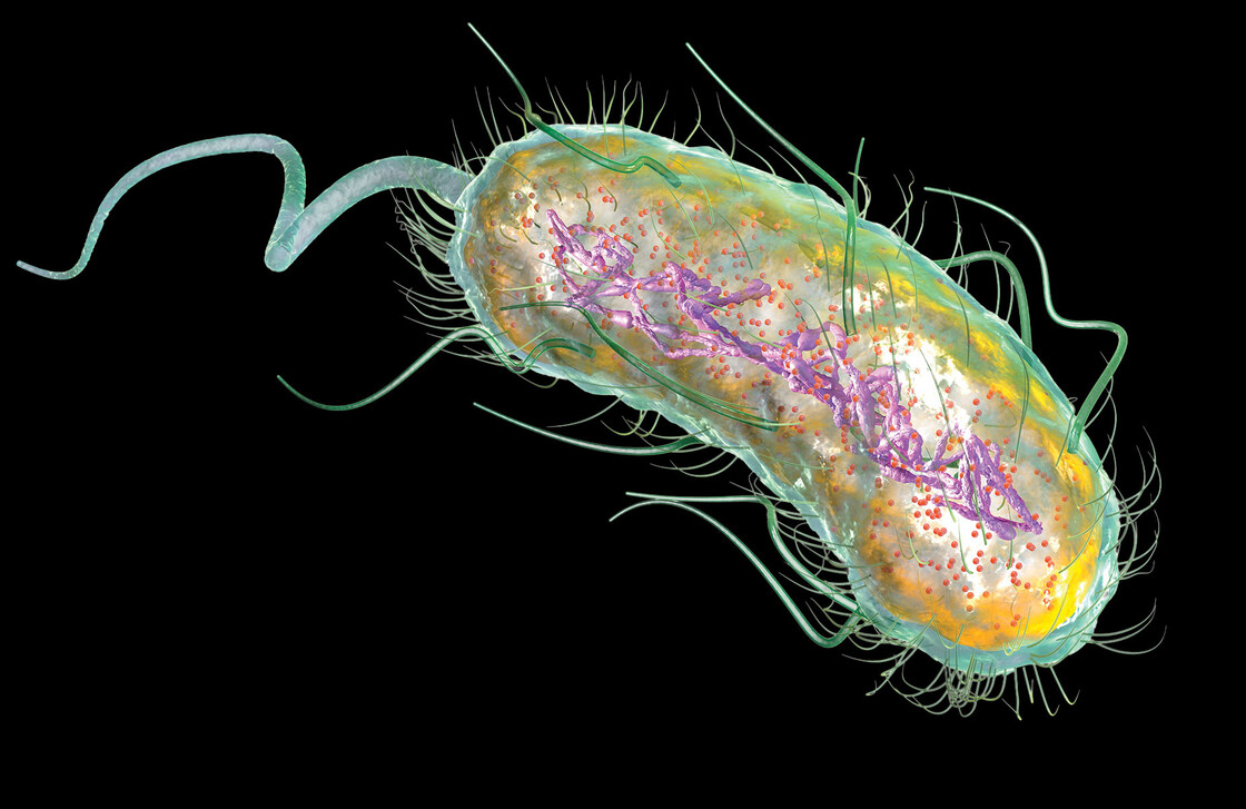 An illustration of E. coli