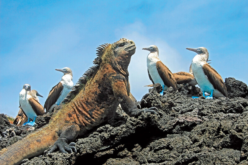 Galapagos wildlife