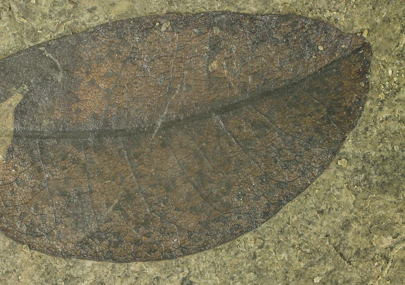 Leaf