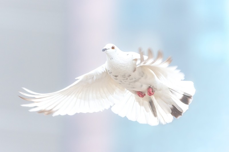Peace dove