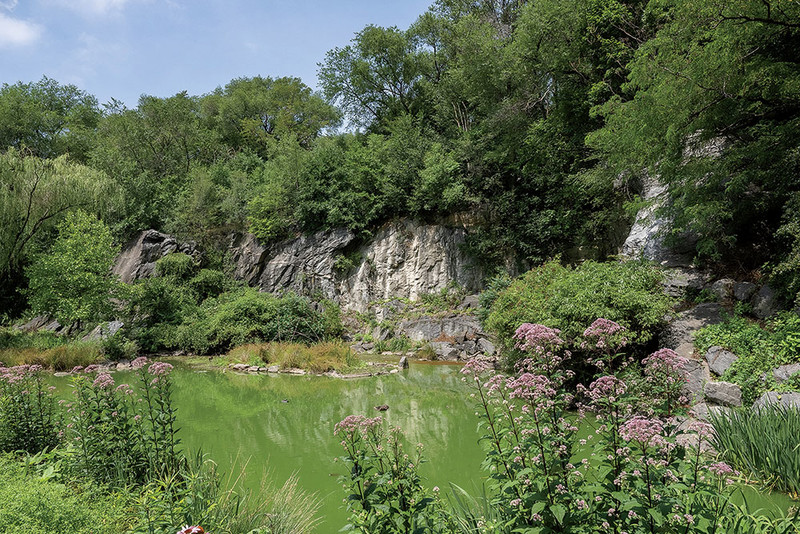 Algae in a pond in Morningside Park