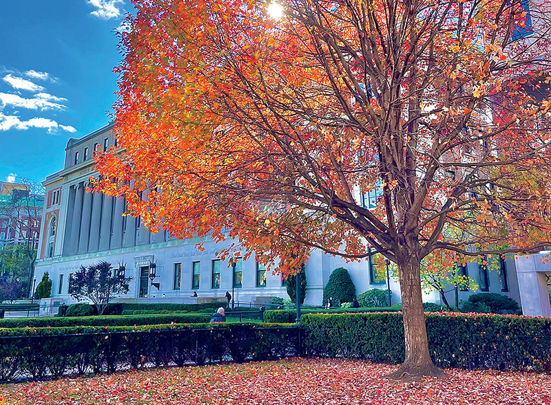 A tree with fall foliage in front of Butler Library at Columbia