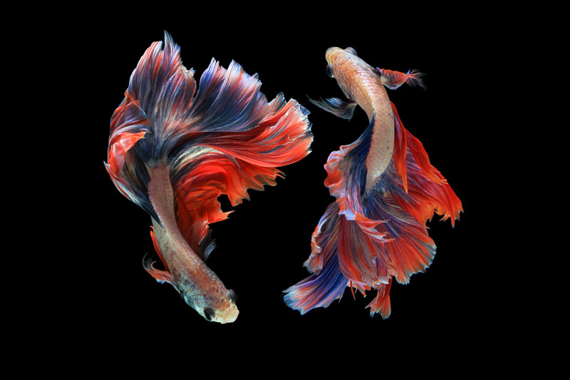 Two betta fish