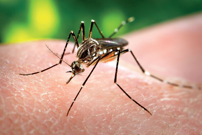 A mosquito on skin
