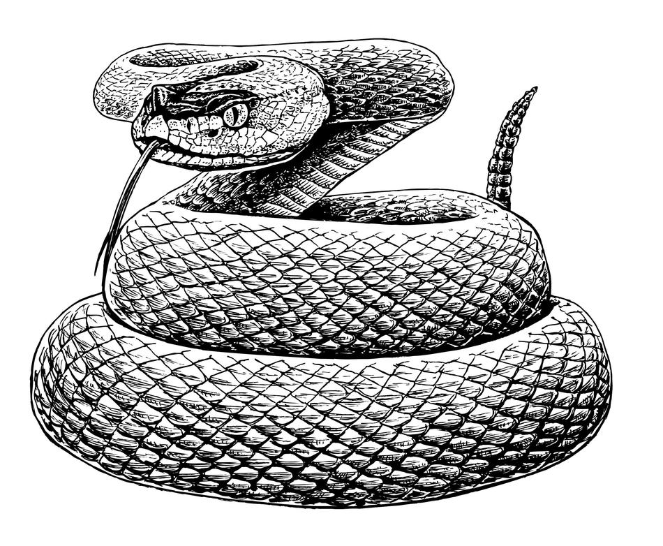 Viper