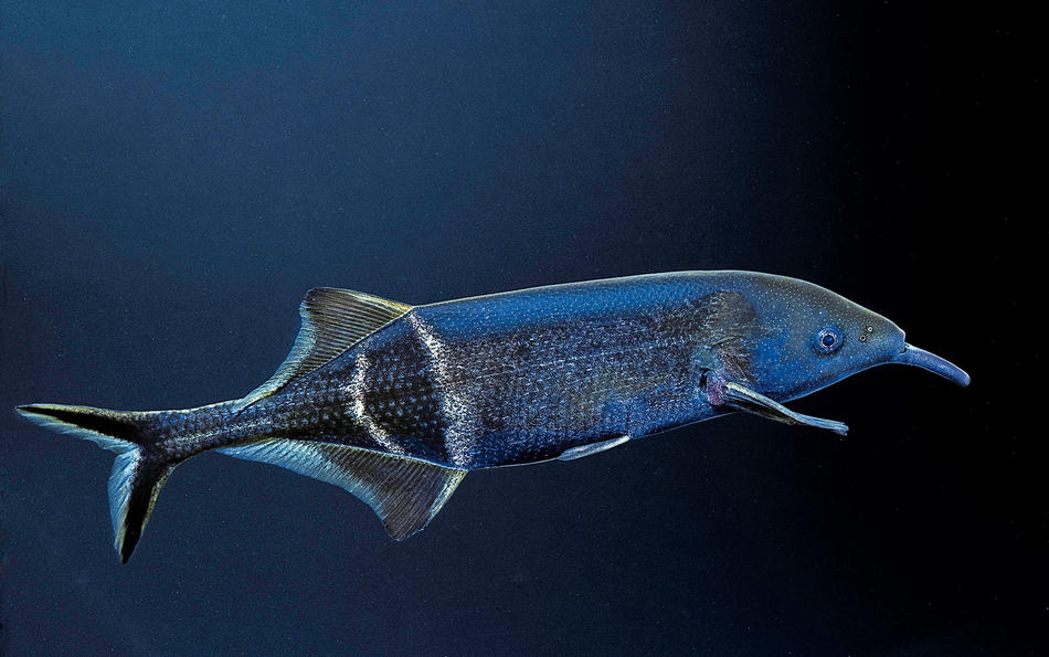 Fish