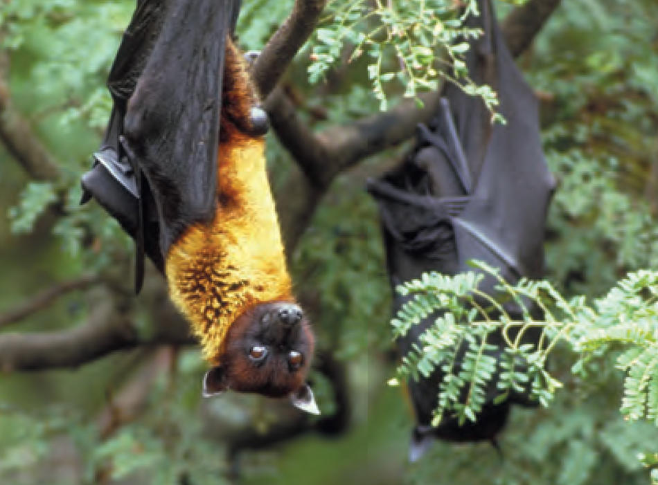 Bat