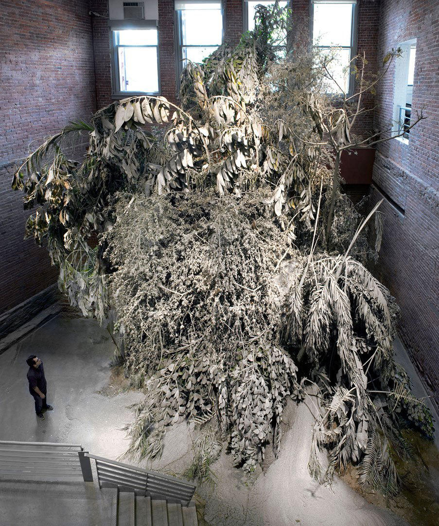 "Preserved Forest" by David Brooks
