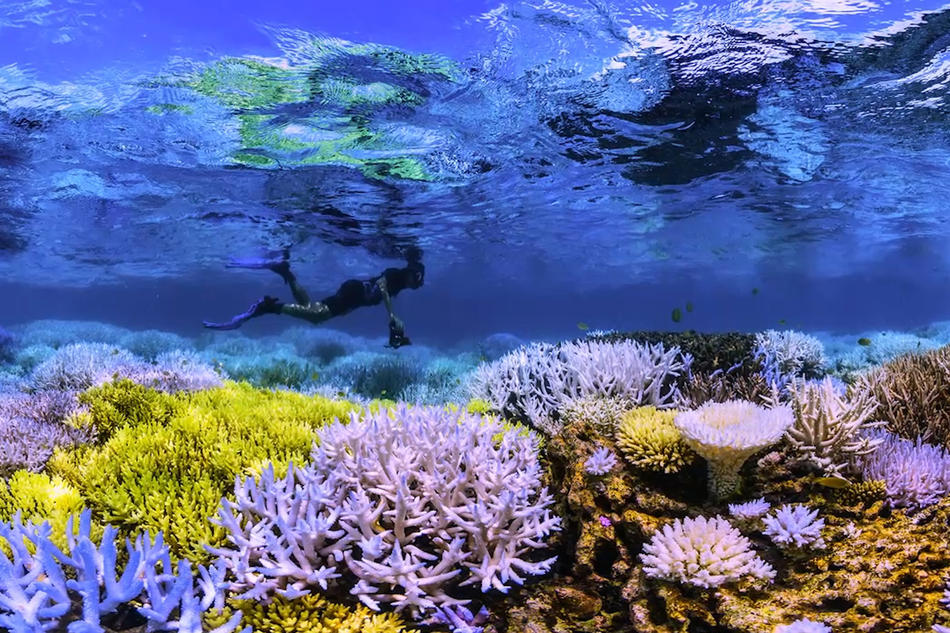 Diver swimming over reef in "Chasing Coral" on Netflix