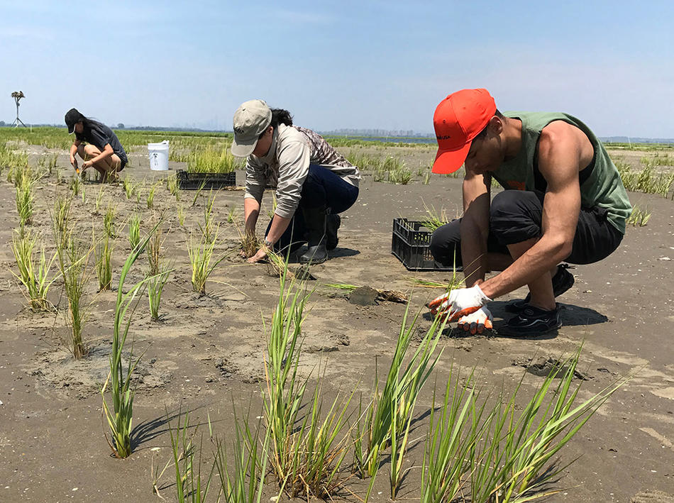Scientists planting cordgrass to reduce erosion in New York’s Jamaica Bay salt marsh