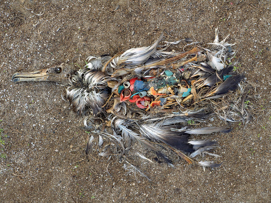 A dead albatross on Midway Atoll in the North Pacific, its body full of plastic trash