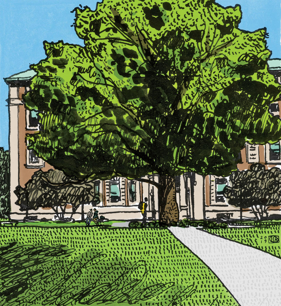 Illustration by Lauren Simkin Berke of the sycamore tree outside Columbia University's Mathematics building