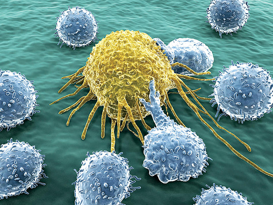 An artist’s rendering of white blood cells attacking a cancer cell