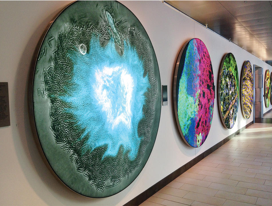 "Supernova," 2014, at Koch Institute Public Galleries, Cambridge, Massachusetts. By Columbia biomedical engineer Tal Danino.