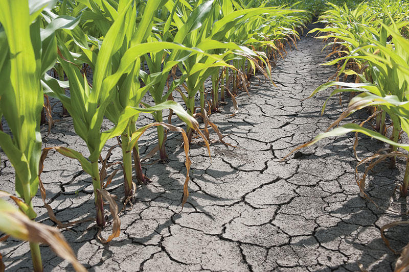 Photo of field during drought