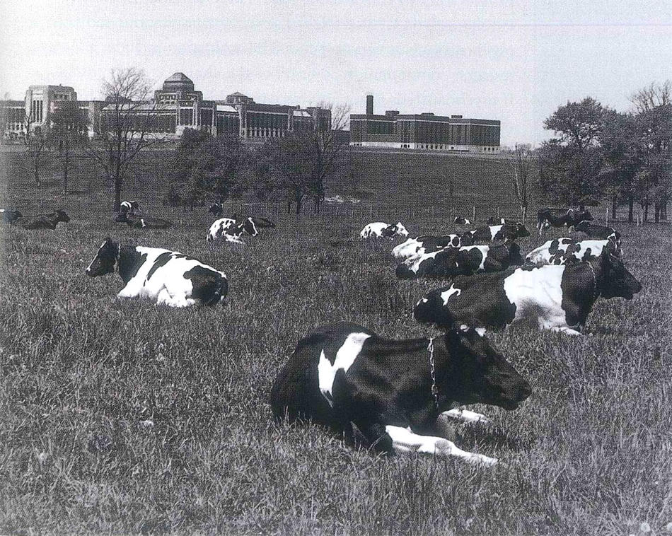 The dairy herd at the Narcotic Farm prison for drug addicts