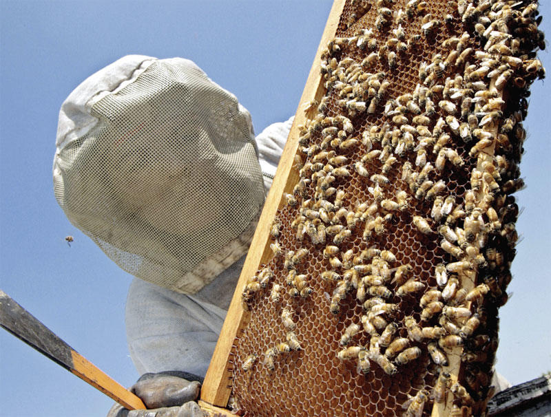 A beekeeper in Mission, Texas extracting honey from a hive