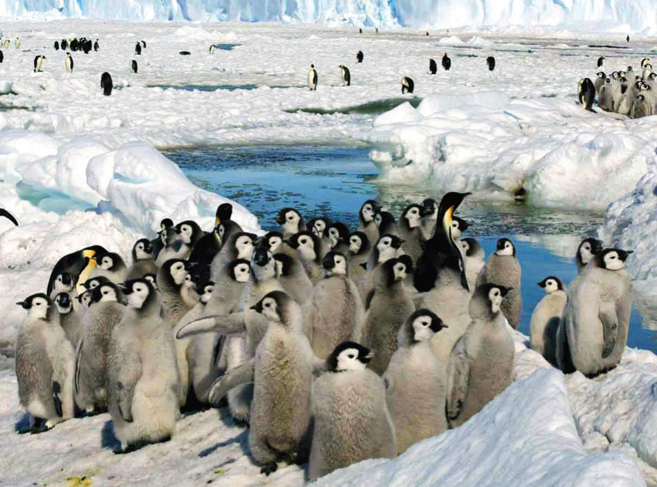 Emperor penguins in Antarctica 