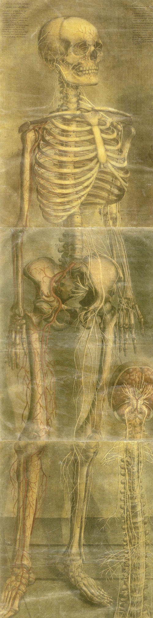 Four-color mezzotint skeleton by anatomy illustrator Jacques Fabian Gautier d'Agoty, from the mid-18th century