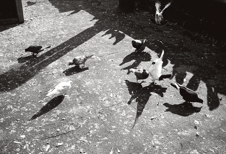 Black and white photo of pigeons by Spencer Platt