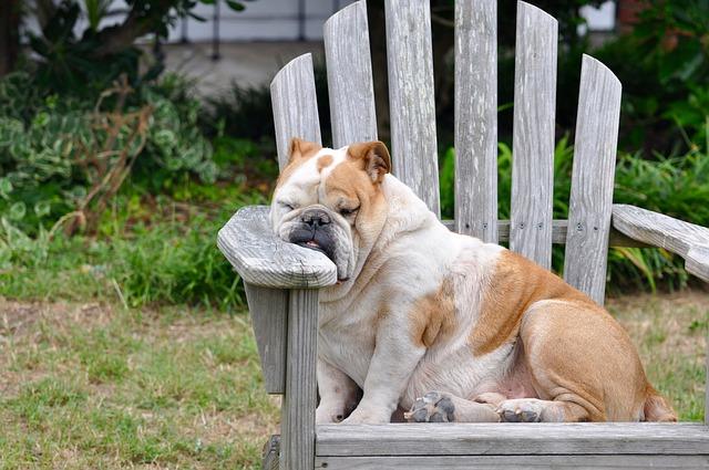 Cute English bulldog taking a nap, via mathey/Pixabay