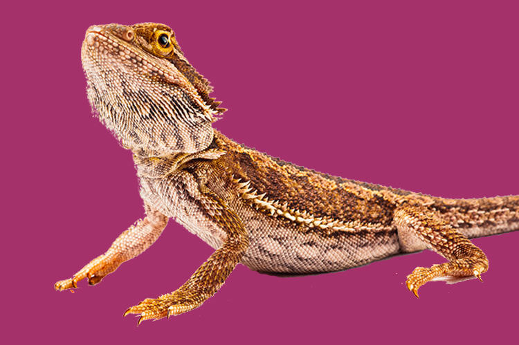 A bearded dragon against a magenta background