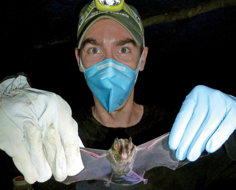 Columbia epidemiologist Simon Anthony inspects a vampire bat in the Brazilian rainforest