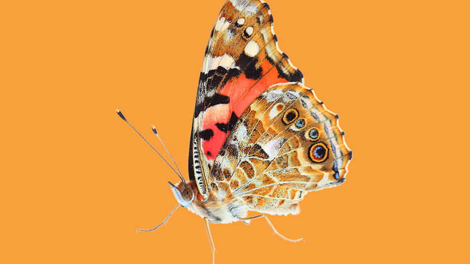 A painted lady butterfly over an orange background