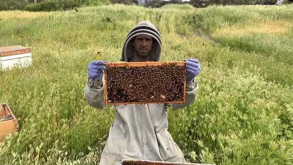 Beekeeper Eli Lichter-Marck holding a screen full of bees and honey