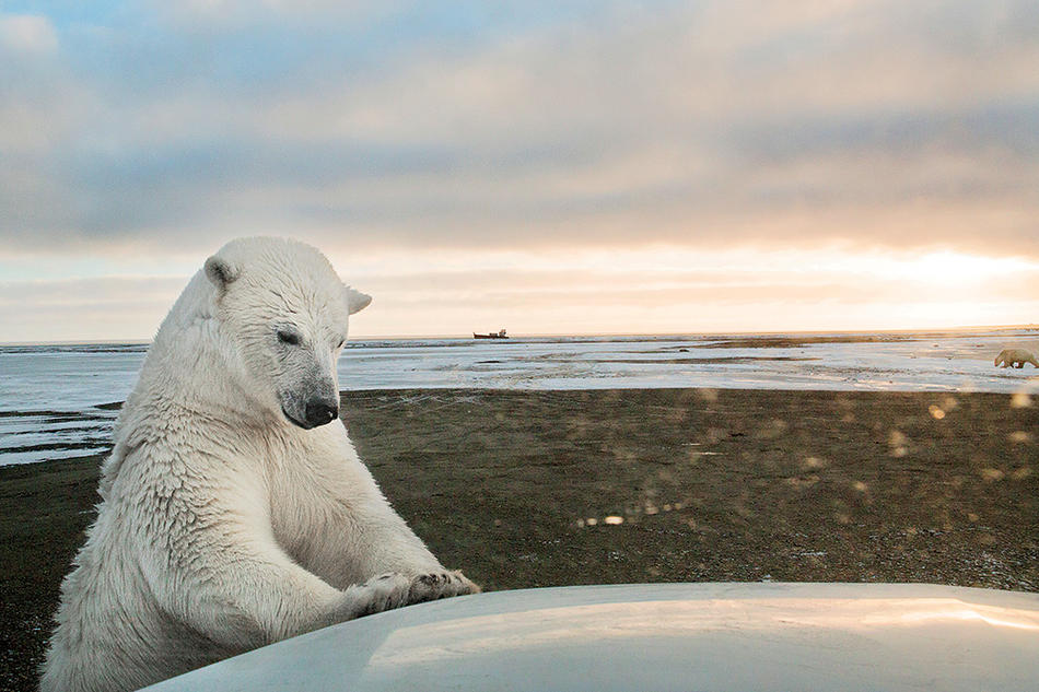 A polar bear photographed by Katie Orlinsky