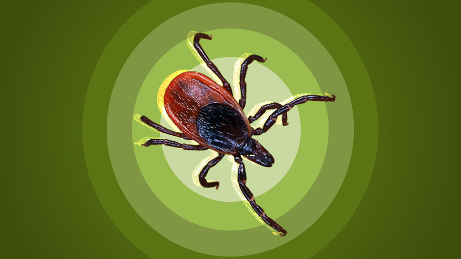 The Complex Legacies of Lyme Disease Columbia Magazine The Complex Legacies of Lyme Disease Columbia Magazine