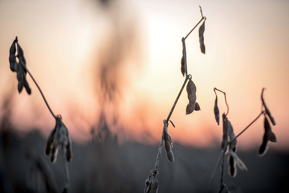 Soybeans