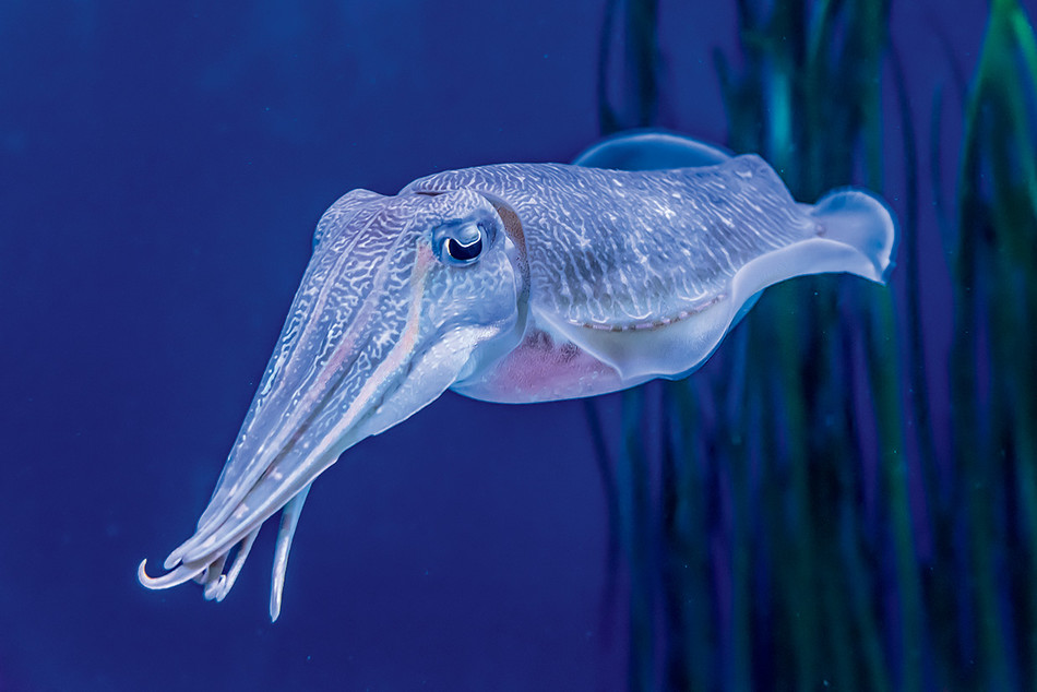 My Cuttlefish Teacher | Columbia Magazine