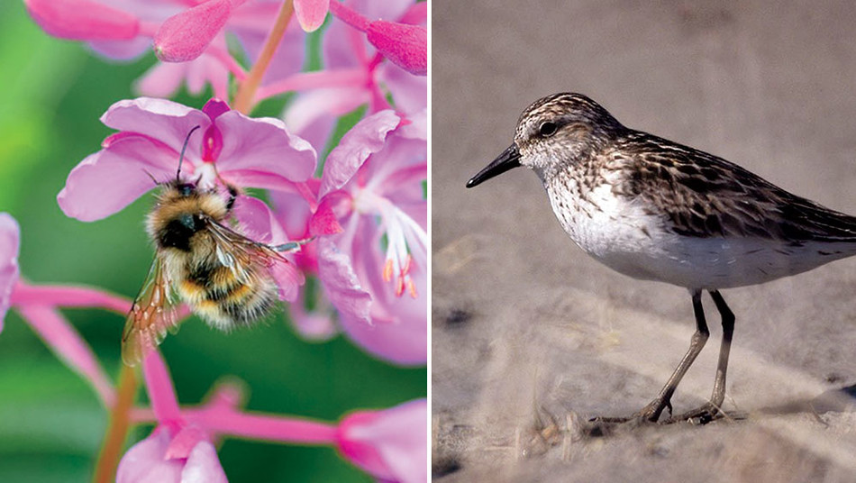 A bee and a sandpiper