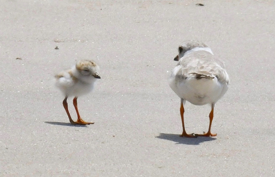 A piping plover chick and adult in NYC's Rockaway peninsula, courtesy of NYC Plover Project