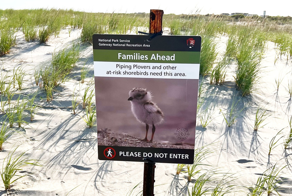 A sign on NYC's Rockaway beaches warning people to avoid piping plover nests, courtesy of NYC Plover Project
