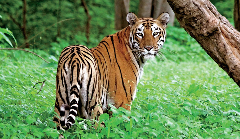 Making Room for Tigers | Columbia Magazine