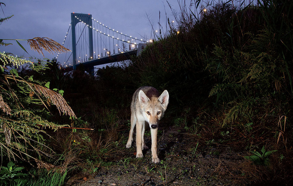 A coyote in New York City